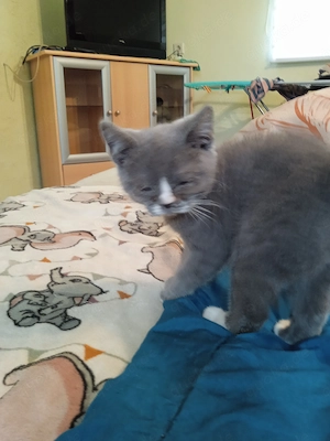 Wunderschöne (Reinrassige) BKH Kitte sucht ab sofort einen neuen Dosenöffner