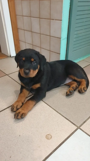 Rottweiler Welpen Weibchen