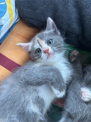 kitten babys
