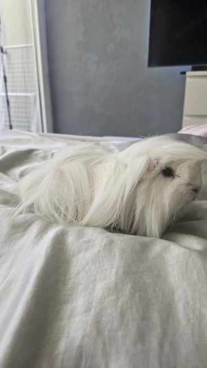 Peruaner Meerschweinchen Männchen