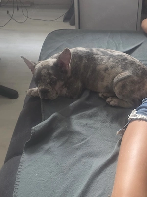französische bulldogge 