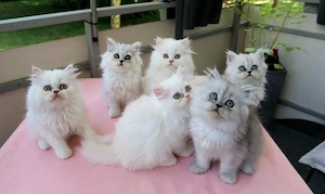 5 Perserkitten Kater'chen suchen ein liebevolles Zuhause