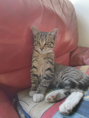 Kalifornische Katzen 
