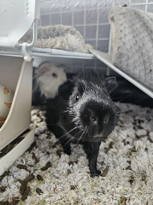 Meerschweinchen Männchen Bild 2