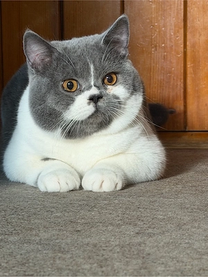 britisch Kater