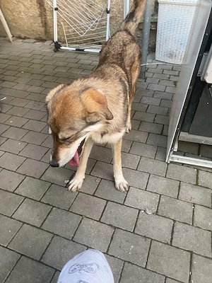Hund zu verkaufen 