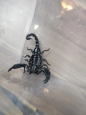 Schwarzer Laosskorpion + Terrarium 