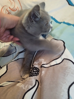 Wunderschöne Bkh Kitten suchen ein schönes zu Hause auf Lebenszeit
