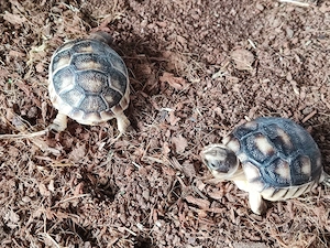 Testudo Marginata 2026