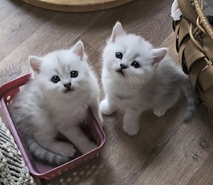 Zauberhafte BKH, BLH Silver-Chinchilla   