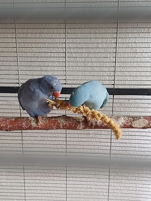 Zwei junge Halsbandsittiche mit komplettem Zubehör abzugeben Bild 2