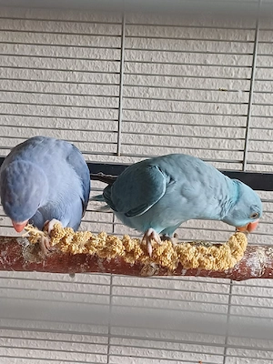 Zwei junge Halsbandsittiche mit komplettem Zubehör abzugeben Bild 3