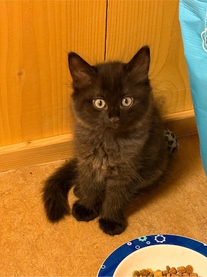 junger kitten 