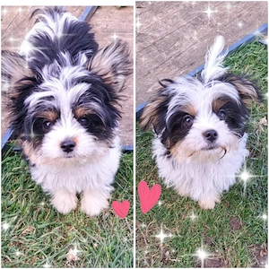 Biewer Yorkshire Terrier Welpen wie Havaneser, Malteser, Bolonka Zwetna
