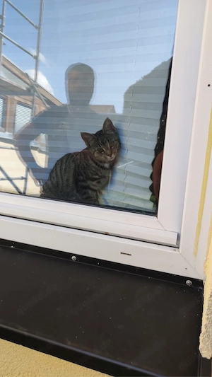Zwei junge Tigerkatzen suchen ein geduldiges Zuhause
