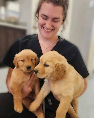 Golden-Retriever-Welpen suchen ein Zuhause