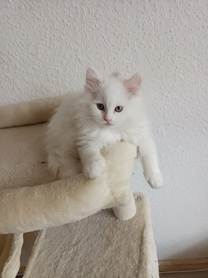 Süße Perser - Maine Coon mix Babys 