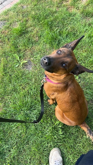 malinois hündin
