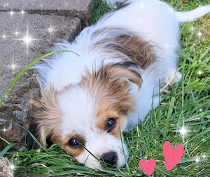 Chorkie Welpe Biewer Yorkshire Terrier, Chihuahua Edelverpaarung