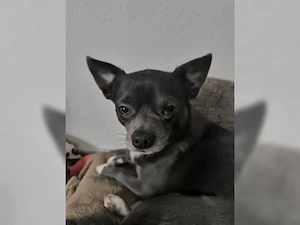 Süße Chihuahua-Welpen   bereit für ein liebevolles Zuhause     