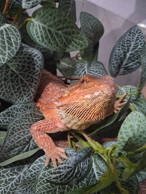 Bartagame rot