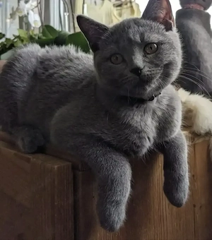BKH Kitten 