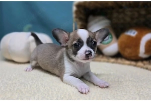 Chihuahua-Welpen suchen ihr Für-immer-Zuhause     