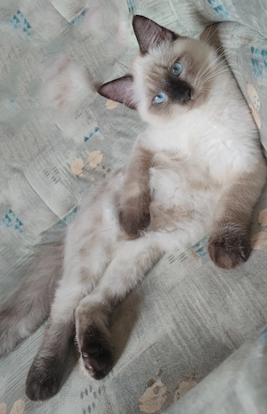kleiner süßer Ragdoll Junge 