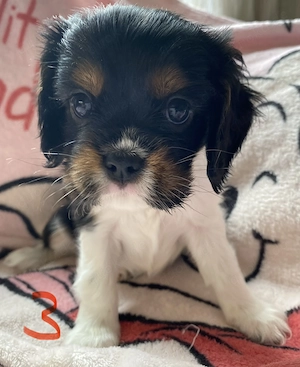 Tricolor Cavalier Welpen 