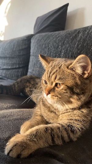  Britisch-Kurzhaar-Kater 