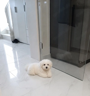 Bichon Frisé - Maltipoo   einzigartige Fellfarbe     Ein wunderschöner Bichon-Frisé-Maltipoo-Mix 