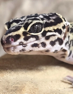 Leopardgekos abzugeben auf Wunsch mit großem Terrarium