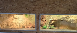 Großes Eckterrarium mit Besatz von 3 Leopardgeckos abzugeben.