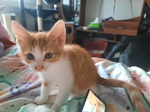 kleiner Kater sucht noch ein Zuhause 