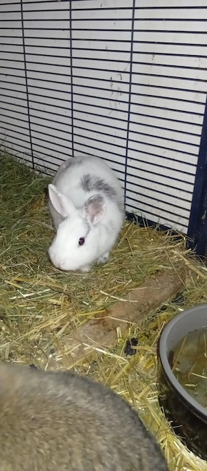 Zwergkaninchen Weiblich 