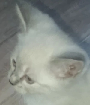 bkh mischlings kitten 