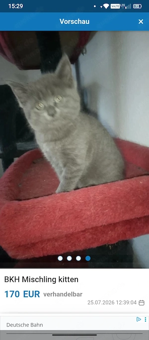 bkh mix kitte 