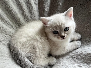 bkh Britisch Kurzhaar Kitten 