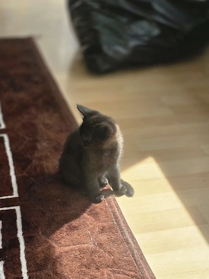 BKH Kitten    