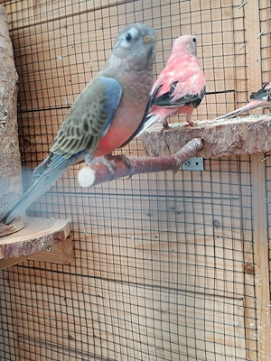 3 Bourkesittiche Naturfarben gerne Tauschen gegen Gouldamadinen 