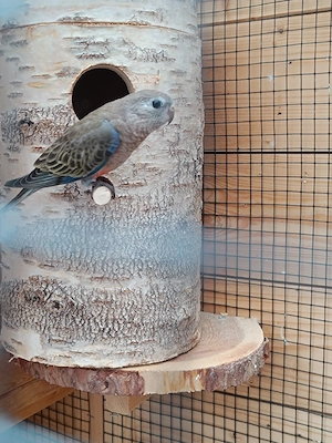 Bourkesittiche Naturfarben gerne Tauschen gegen Gouldamadinen 