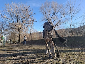 Deutsche-Dogge Männlich 