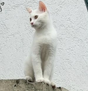 BKH Mix Kitten 5 Monate Black and White