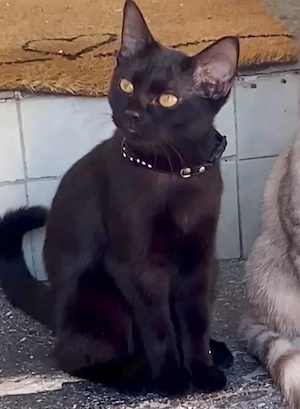 Black BKH Mix 7 Monate Kitten