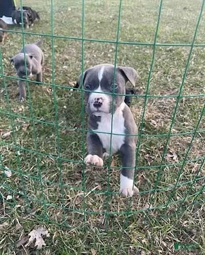 Superniedliche American Staffordshire terrier Welpen