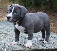 Amerikanische Staffordshire-Terrier-Welpen