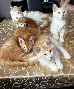 Norwegische Waldkatzen Kitten