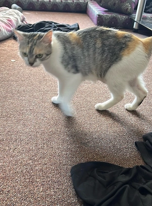 Meine Katze braucht neues zuhause