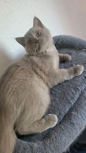 BKH katzenbayby