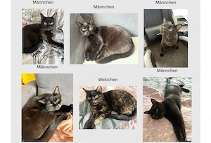 Britisch-Kurzhaar-Bombay-Mix Katzen abzugeben